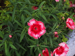 ビビットレッド