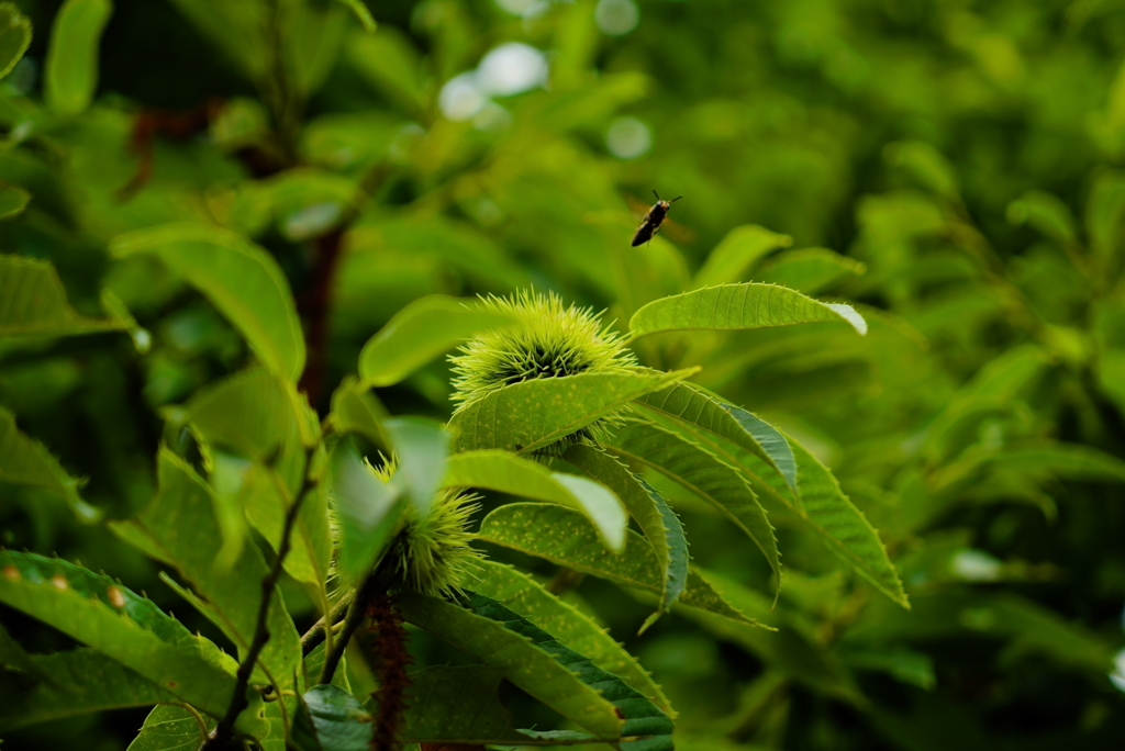 若栗と葉蜂