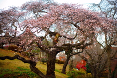 塩竃神社の四季桜