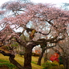 塩竃神社の四季桜