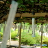 風鈴の数と願い