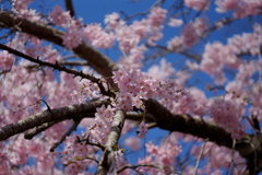 桜だねぇ