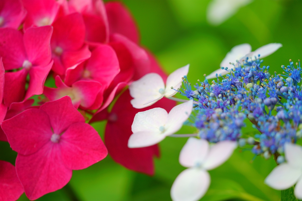 今年も紫陽花の季節がやってきた
