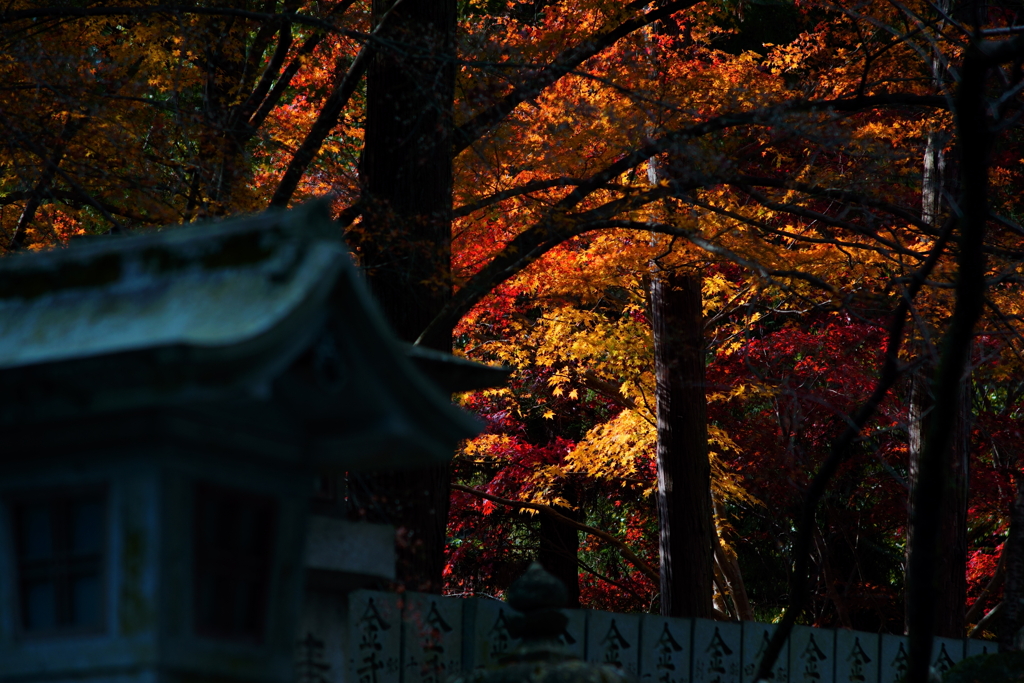 四国はまだ晩秋