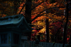 四国はまだ晩秋