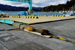 漁港の猫