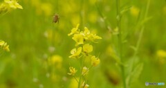 この花にしよう！