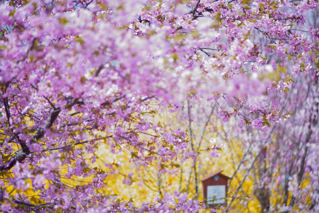 花の洪水