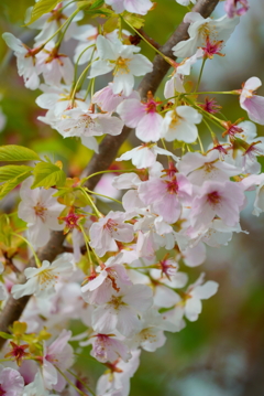 散り始めても桜
