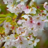 散り始めても桜