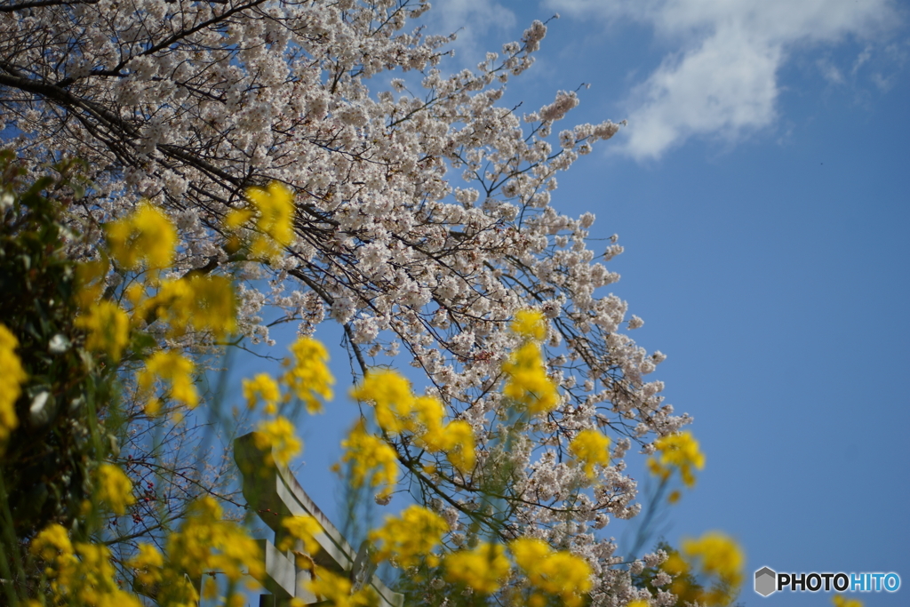 菜の花と桜