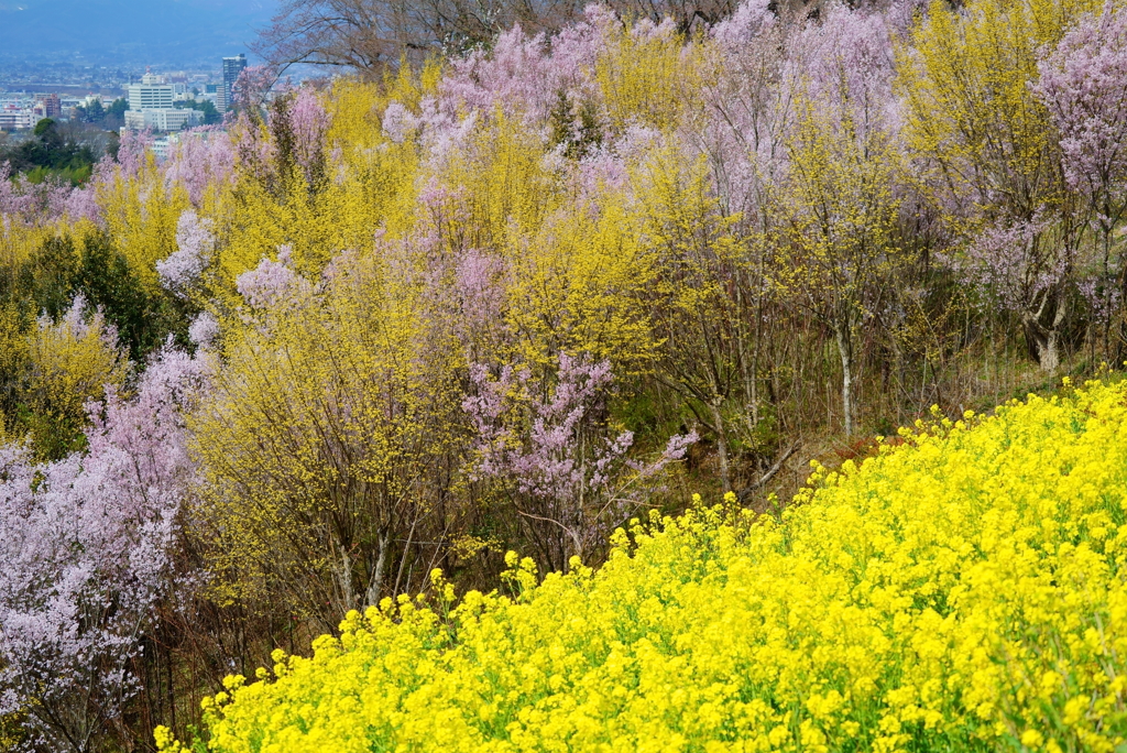 菜花