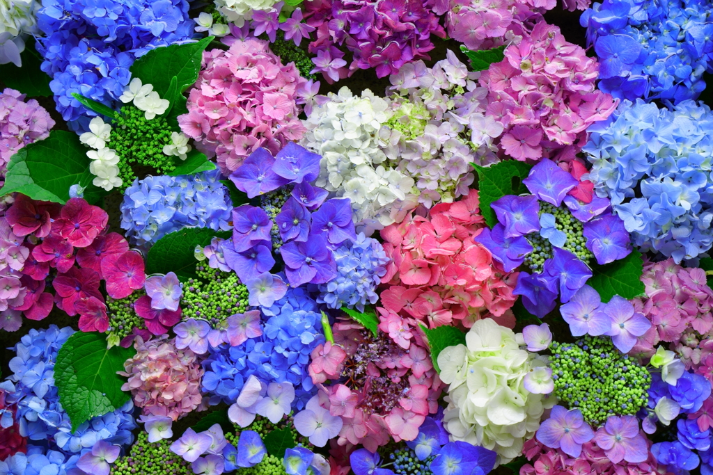 手水飾りの紫陽花