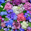 手水飾りの紫陽花