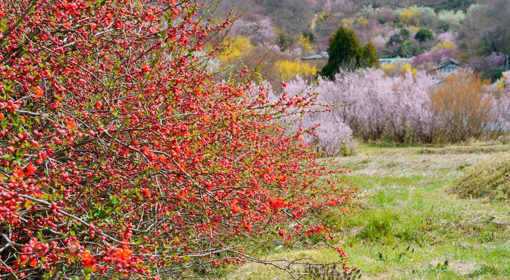 紅梅