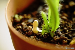 黄金絹唐傘茸
