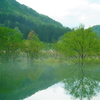 朝靄の水没林