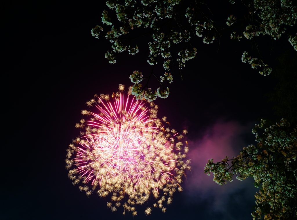 夜桜の間から