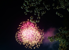 夜桜の間から