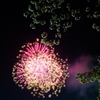 夜桜の間から