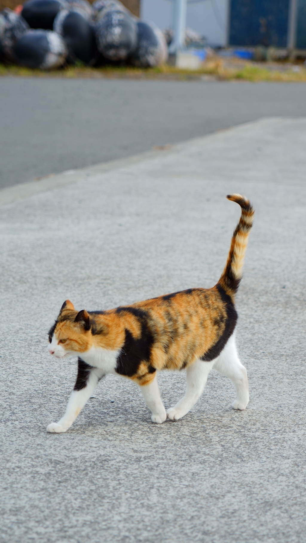 漁港の猫