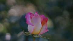DSC00457