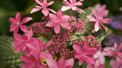 DSC00796
