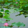 ため池の蓮