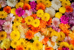 花　華
