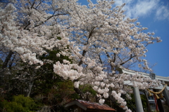 新山神社の桜