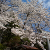 新山神社の桜