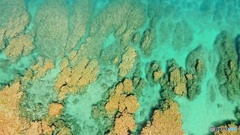 古宇利島のサンゴ礁