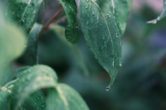 雨上がり