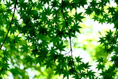 青紅葉