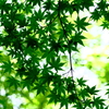 青紅葉