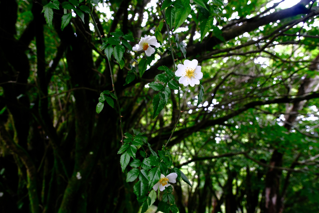 白い花