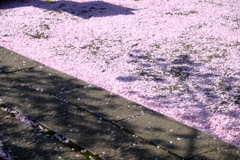 さくら色の絨毯