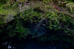 水面に映る草花の中で泳ぐ魚