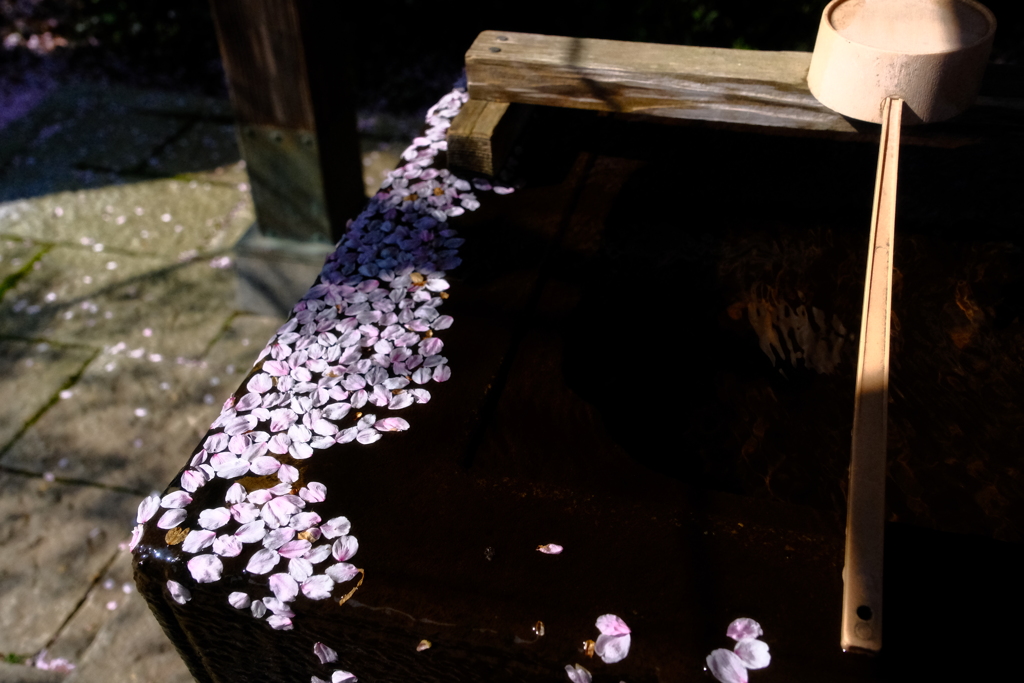 春のお手水