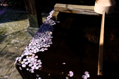 春のお手水
