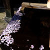 春のお手水
