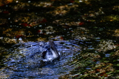 水浴び