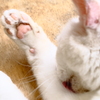 肉球