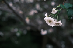 冬桜