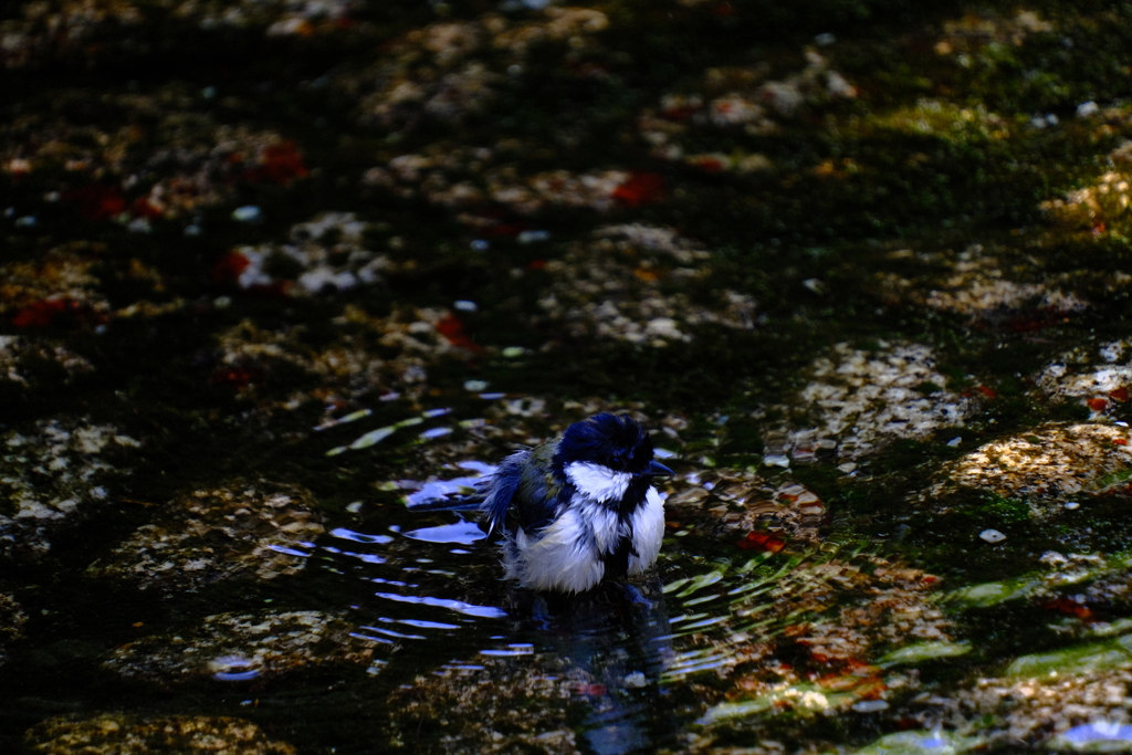シジュウカラ