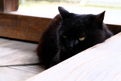 黒猫さん