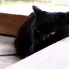 黒猫さん