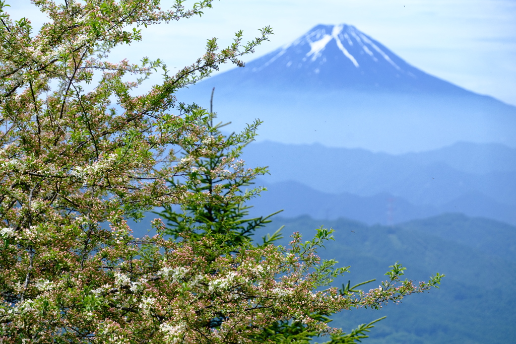 富士山