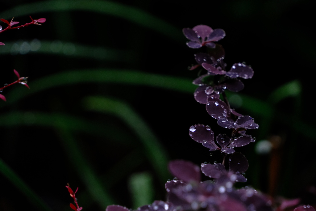 雨粒