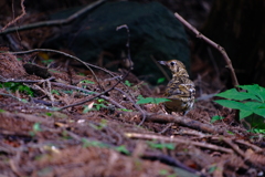 トラツグミ